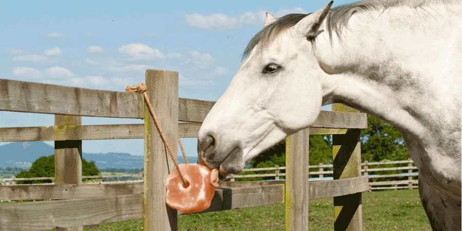 himalayan salt lick for horses​