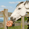 himalayan salt lick for horses​